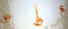 Schistopeltis peculiaris Rehn, 1916: Photo by Heidi Hopkins. male genitalia. (Otu).