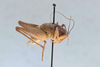 CollectionObject 2741429; CNCI 311945, a6c7572a-9eb8-45be-95ae-b22146c270fb: Ceuthophilus nitens. Lateral view. (CollectionObject).