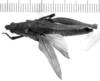 CollectionObject 1525540; 5066c94c-54c9-42ff-ba37-5af3c6365e9b: female, dorsal view (syntype). (CollectionObject).