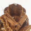 Head: (Observation).