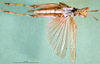 CollectionObject 1501126; 73899ea0-e55d-41a4-845d-902a96468bf2, DORSA BA000835S01: male, ventral view (holotype). (CollectionObject).