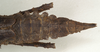CollectionObject 1577050; 81ec4be9-24a2-4bfe-8abb-df410298d484: copyright ZIN St. Petersburg. female: end of abdomen, dorsal view (paratype). (CollectionObject).;CollectionObject 1577051; 4cf9588e-6dd4-4039-86a3-4a6a7c57cbb0: copyright ZIN St. Petersburg. female: end of abdomen, dorsal view (paratype). (CollectionObject).