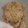 Head: !! display not done !! on Baroma reticulata Oman, 1938: Head/Face. (Observation).