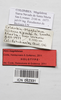 CollectionObject 1563973; 273a9b28-8be4-470b-a9c4-7f5dcdee4ab6: female, data labels (holotype). (CollectionObject).
