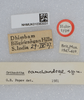 CollectionObject 1519258; 0f5f3025-7771-45ce-ab98-dcfdc75fa3c4: labels (holotype). (CollectionObject).