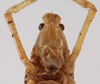 CollectionObject 1534741; 345c6ecf-a90b-49e2-a86d-935106d88030: female, frontal view (syntype). (CollectionObject).