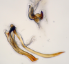 Aedeagus, lateral view: (Observation).