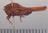 CollectionObject 1523083; 33dc5c83-29c2-4eb5-944b-cce8559b62e3: female, lateral view (holotype). (CollectionObject).