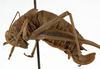 CollectionObject 1529797; 68854a4f-9d74-44b3-b886-48694f23a70c: female, lateral view (probably holotype). (CollectionObject).