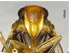 Head on Betacixius bispinus Zhang & Chen, 2011: (Observation).