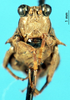 CollectionObject 1581427; 389baed5-92e7-4a80-bf5c-25ff50dff2a7: male, frontal view (paratype). (CollectionObject).