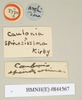 CollectionObject 1562109; NHMUK(SF IMPORT DUPLICATE) 844567, 373952ad-9694-4b07-a526-0d826aa0dc25: copyright Natural History Museum, London. female, data labels (holotype). (CollectionObject).