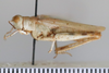 CollectionObject 1528541; 4b890e37-16c7-4ee8-a374-fcf2e2bf35ad: female, lateral view (holotype). (CollectionObject).