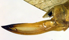 CollectionObject 1500415; 7cf8d1c0-e877-4cd4-b923-3a01dc2bc7e1: female ovipositor (syntype). (CollectionObject).;CollectionObject 1500416; b6ec5c5e-e9c2-4478-96f8-07cb69450e52: female ovipositor (syntype). (CollectionObject).