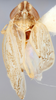 Habitus, dorsal view on Concavifer sagittatus Emeljanov, 1972 now Concavifer marmoratus Dlabola, 1960: Holotype. (Observation).