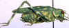 Caedicia araucariae Rentz, 1988: female (paratype). (Otu).