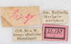 CollectionObject 1560947; NMW 155, 9755451c-0149-4e90-bc05-faf318fdcad6: copyright NMW, Vienna. male, data labels (holotype). (CollectionObject).