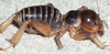 CollectionObject 2775083; e387c16f-a946-4462-9b80-ce3f600834ad, CAS Entomology type 20122: (CollectionObject).
