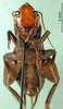CollectionObject 1502005; e2ff6b95-faee-484a-bd9c-642099595059: female, ventral view. (CollectionObject).