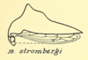 Habitus, lateral view: !! display not done !! on Heliria strombergi Goding, 1893: (Observation).
