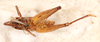 CollectionObject 1523727; c0a52703-44b5-4c30-bc31-742b6009fbae: male, ventral view (holotype). (CollectionObject).