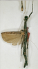 CollectionObject 1561901; edfac75e-788b-4047-b4e3-37aa2fde2830: copyright ZFMK. female (syntype). (CollectionObject).;CollectionObject 1561902; 113b4185-44ed-45fb-9fa0-15460984d233: copyright ZFMK. female (syntype). (CollectionObject).