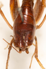 CollectionObject 1531297; 727f9087-bf3f-4eca-9c40-db81d8fce988: female, dorsal view (holotype). (CollectionObject).