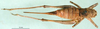 CollectionObject 1502602; 35764560-1a36-44fc-8b94-76286b0353bd, DORSA BTanaschP01: female, dorsal view (holotype of Anadolua rammei). (CollectionObject).