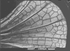 Pantecphylus (Pantecphylus) cerambycinus Karsch, 1891: male, hind wing. (Otu).