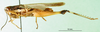 CollectionObject 1502339; 782511d6-e34c-4db2-8876-570d04c7841c: female, lateral view (paralectotype). (CollectionObject).