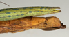 CollectionObject 1557534; NMW 1150, 1982074c-14e4-4e68-ac31-6dfecc5278de: copyright NMW, Vienna. female: end of abdomen, lateral view (lectotype). (CollectionObject).