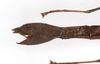 CollectionObject 1560296; 5aba587b-929b-460c-b3ef-f19dd52b270d: copyright MNHU, Berlin. female: end of abdomen, lateral view (paratype). (CollectionObject).