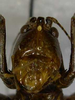 CollectionObject 1541635; d2c86a9a-9d65-4419-875f-83f1e8de2795: female face (paratype of Uchuca macroptera). (CollectionObject).