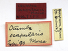 CollectionObject 1523150; c29ba76b-9572-42f8-a9a8-af1b7c7686ea: labels (holotype). (CollectionObject).