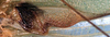 CollectionObject 1517264; 4dc3dae4-02b3-487b-9dac-eda38d349d63: male mirror (holotype). (CollectionObject).