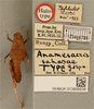 CollectionObject 1518648; 8eaa9b43-f508-44ee-850c-22fd793d24c9, NHMUK013806039: female, dorsal view, labels, (holotype). (CollectionObject).