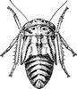 Nymph: !! display not done !! on Aceratagallia (Aceratagallia) sanguinolenta (Provancher, 1872): (Observation).