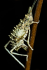 CollectionObject 2735883; 10022bc4-593d-4a0c-ba2c-e226e4c1a65d: Female. Lateral view of oviposition. La Serena, Chile. CG4f. (CollectionObject).