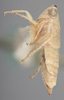 Habitus, lateral view on Athysanella (Amphipyga) ectopa Blocker, 1990: Lateral. (Observation).