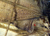 CollectionObject 1517020; 1a296d38-0e0b-43e0-bd13-31bd6dc7fd2b: male, base of left tegmen (holotype). (CollectionObject).