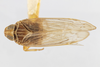 Habitus, dorsal view: (Observation).