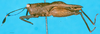 CollectionObject 1500255; 4ec3ac47-335c-4345-9c3c-63ecaccf562b: female, lateral view (holotype). (CollectionObject).