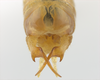 CollectionObject 1578246; b16d22ee-35eb-4b05-a3a3-6fd31896f523: male, terminalia. (CollectionObject).
