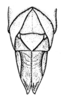 Descampsacris serrulata (Thunberg, 1824): Fig. 46. Female, genital segment (dorsal view, from Colombia). (Otu).