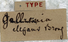 CollectionObject 1539576; 60556447-0e13-4a23-9cf8-0baa67a3dbff, MNHN-EO-ENSIF832: labels (holotype). (CollectionObject).