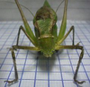 Mecopoda niponensis niponensis (Haan, 1843): male, frontal view. (Otu).