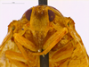 Head on Diastracis elpenor (Fennah, 1957) now Diastracis nebulosa (Melichar, 1902): (Observation).