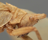 CollectionObject 1505711; b91f3227-0872-4962-a35d-5a9bd80c3888: female pronotum, lateral view (holotype). (CollectionObject).