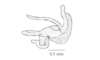 Parasitalces sexnotata Bruner, 1911: Fig. 7F. phallic complex, without epiphallus, lateral view. (Otu).