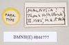 CollectionObject 1559596; NHMUK(SF IMPORT DUPLICATE) 844777, da6a7423-968c-40ad-b491-7f0c3d9cd447: copyright Natural History Museum, London. female, data labels (paratype). (CollectionObject).
